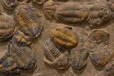 Mortality Plate Of Large Asaphid Trilobites - Museum Display #322786-9